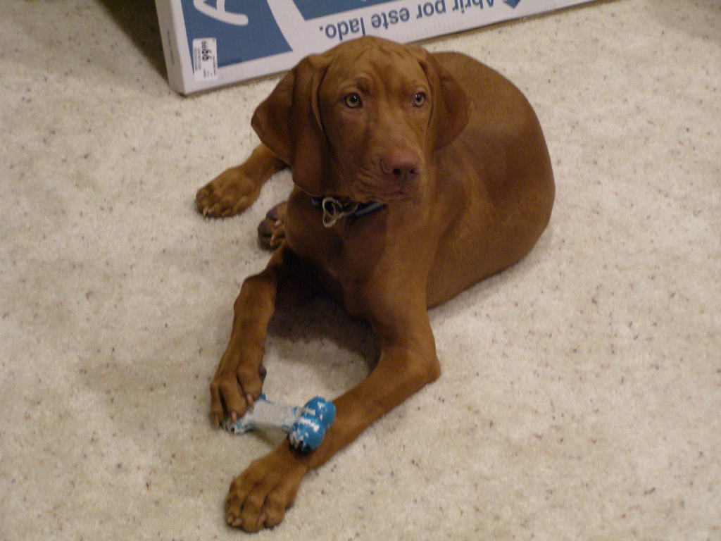 Zoli - Viszla - Canine Good Citizen